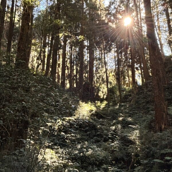 【身體說，我在聽】1:1 直覺藝術調頻療育